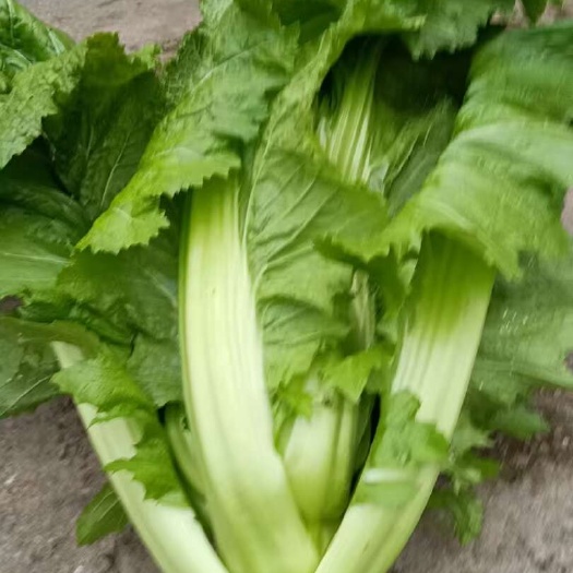 桐梓县宽皮青菜，酸菜，芥菜