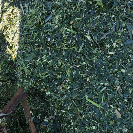 海丰县玉米秸秆草料