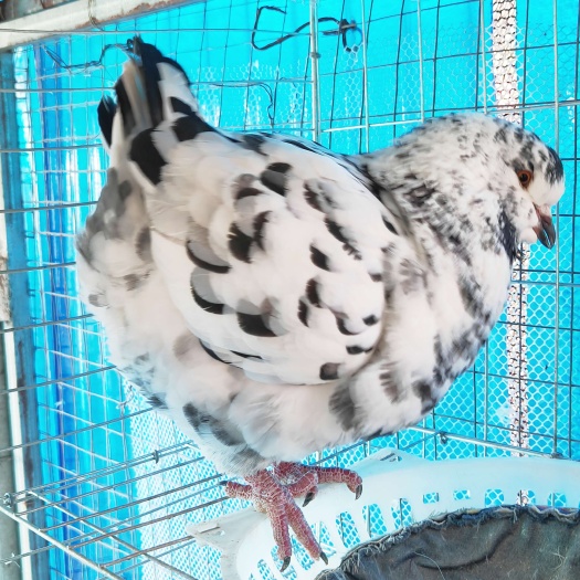 遂溪县（已出售）雪花圆环公鸽子，一年零六个月大，超大体，健康体型好