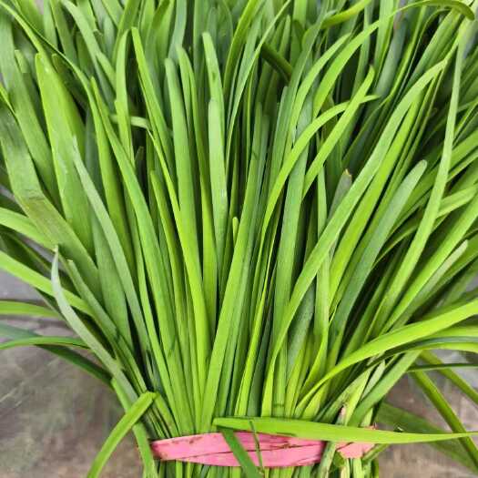 莘县大量批发韭菜
