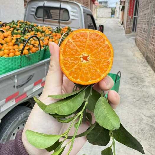 昆明沙糖桔 新鲜采摘 产地直发 甜爽多汁 果园直达