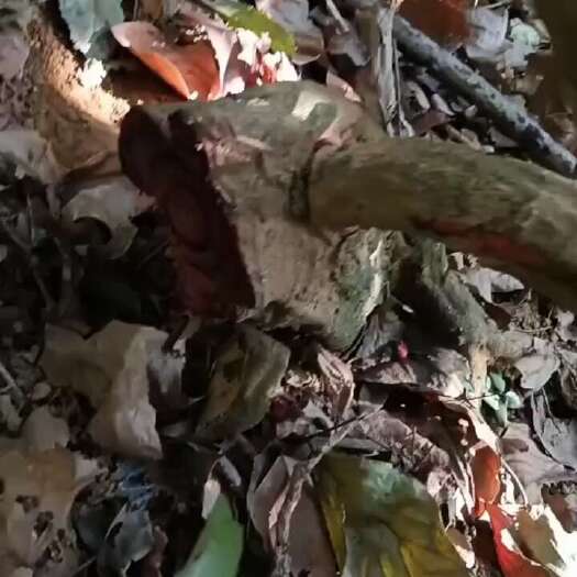 广州鸡血藤