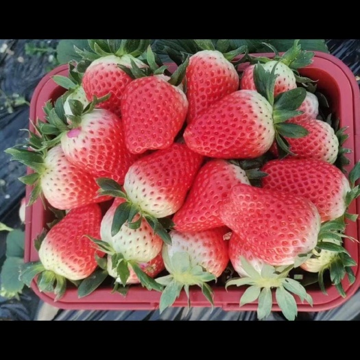 奶油草莓