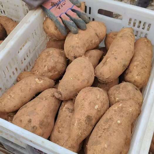 北京553/老黄皮地瓜