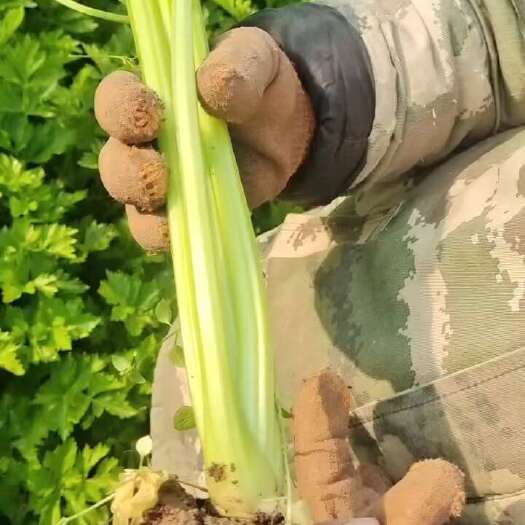 邯郸西芹