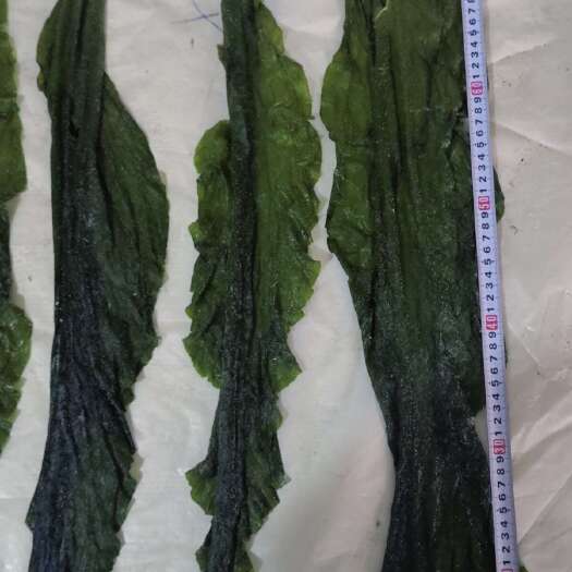霞浦县工厂直供小海带长度80～100厘米左右，适合凉拌、干锅等系列