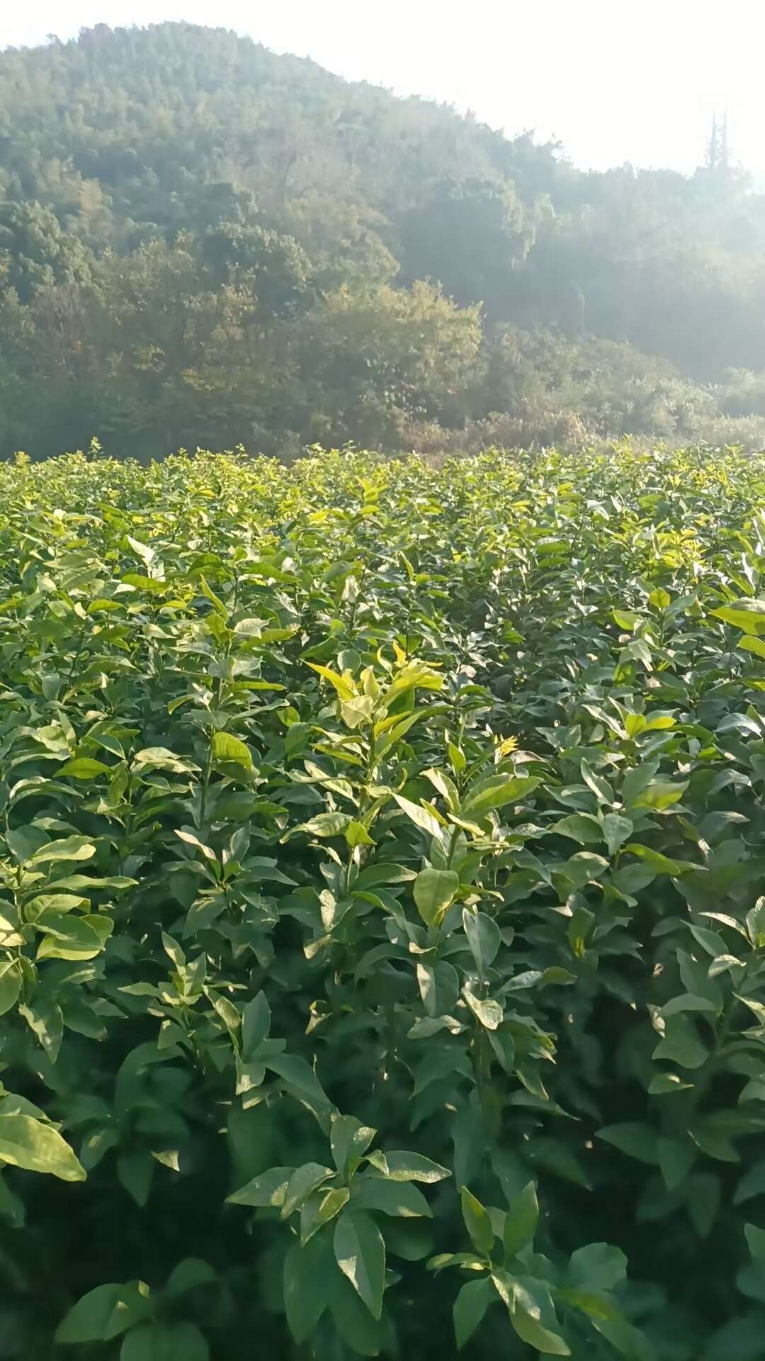象山阿財柑橘苗基地