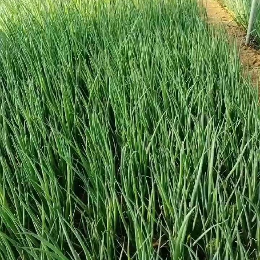 邯郸香葱