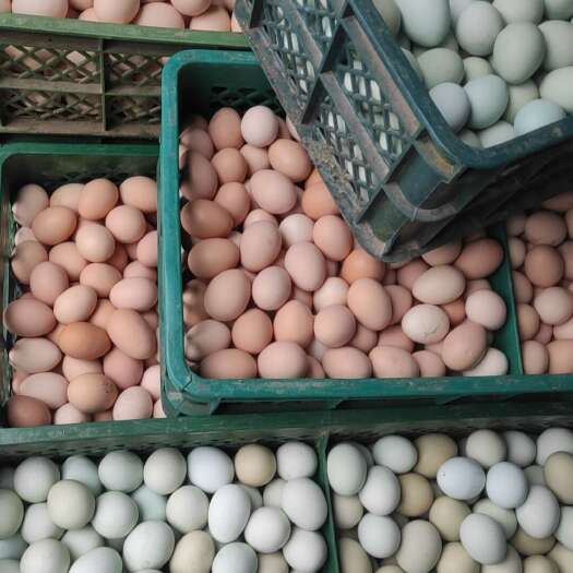 临沂出售鸡蛋各种码数，各种食品厂货