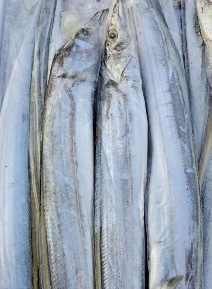 A级，B级钓带，舟山干冰带鱼，船冻及时，全规格价格优