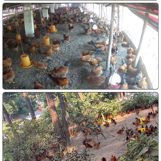 兴业县灵山土 6斤重7.9钱