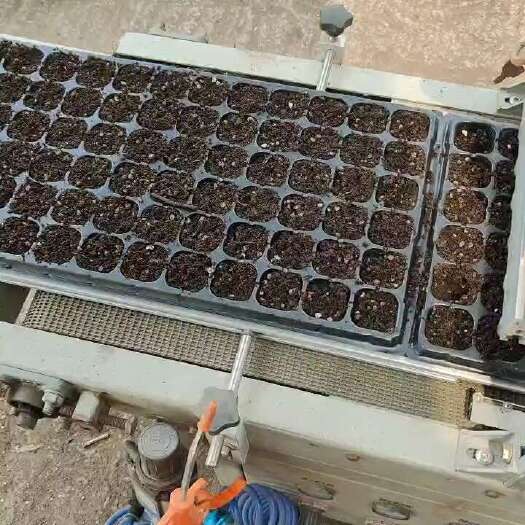 日照穴盘播种机