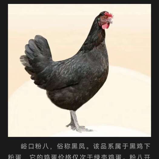 荥阳市黑风土鸡蛋