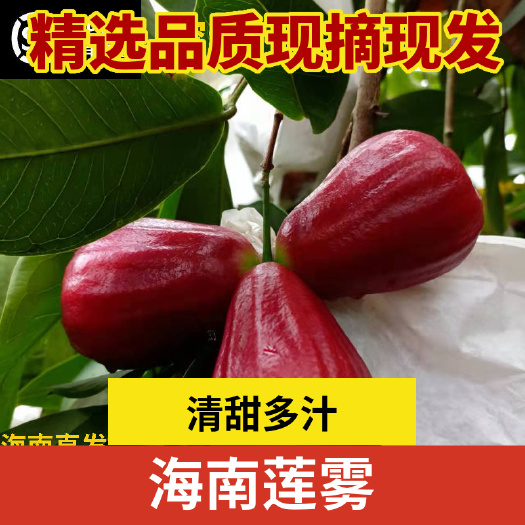 海口海南三亚黑金刚莲雾批发13元13907570-580
