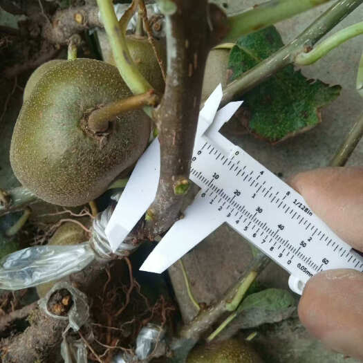 苍溪县水杨桃对鄂嫁接红心猕猴桃