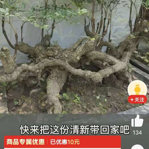 永嘉县春花和各种庄。