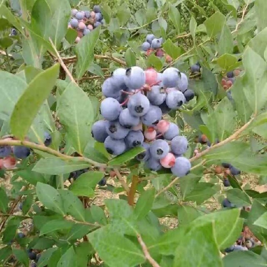 贵州高山蓝莓果，冷冻蓝莓果，蓝莓原材料供应