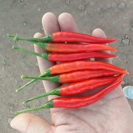 小米辣红小米