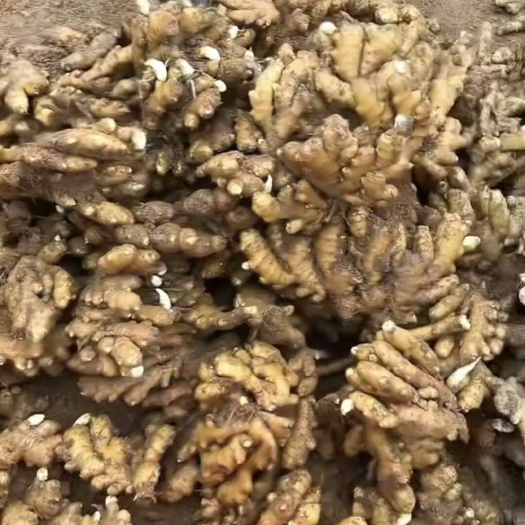 饶阳县河北大黄姜/坏烂包赔(水洗姜风干姜沙土姜）产地一手货源，品种