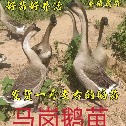 南宁斤鹅马岗鹅苗童鹅一斤左右好养活成活率高
