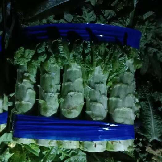 宿州精品莴苣，全程视频看货，售后无忧