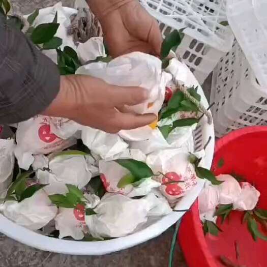 资中县耙耙柑