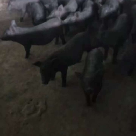 连山县黑猪苗