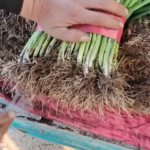 邯郸四季葱