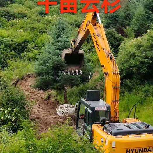 定西新疆云杉 甘肃定西发货 林木种子生产经营许可 新鲜绿化树木