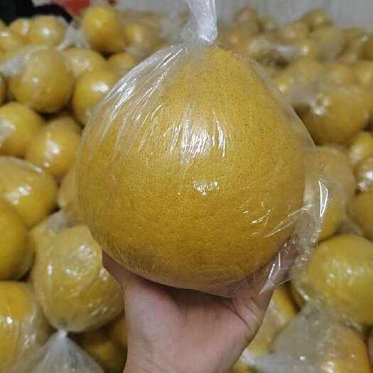 江永县江永县特色香柚新鲜采摘源自湖南永州果园直发