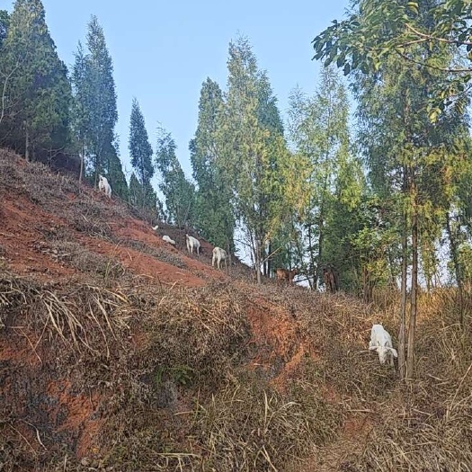 重庆市山羊活羊潼南火车站附近，不含运费