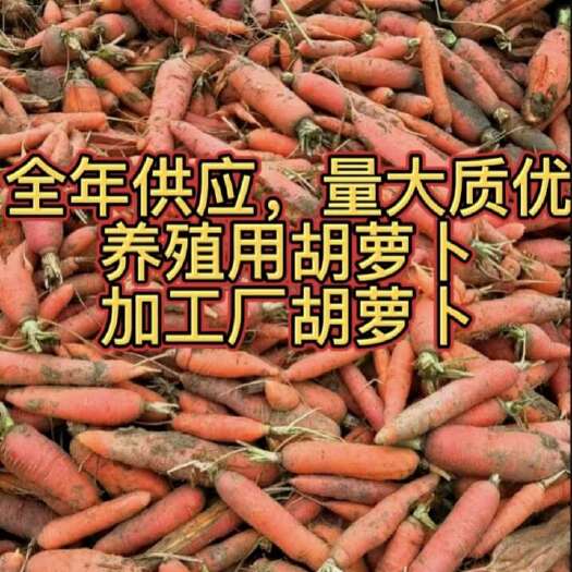 襄城县次品胡萝卜，量大质优，基地直批，不带土，不带叶