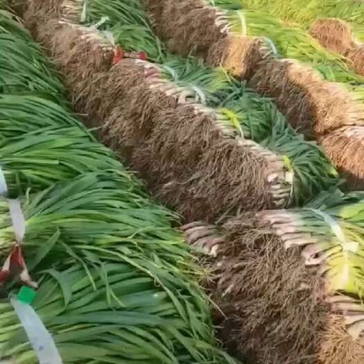 方城县蒜苗，货源充足一手货源，代收代发