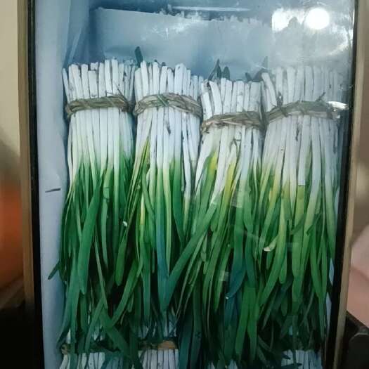 头道韭菜大量上市好货进行中价格美丽，原产地直发，