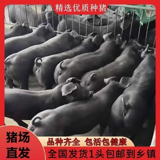 睢宁县原种国寿黑母猪一代美系黑杜种公猪繁殖黑母猪原种一代母猪仔
