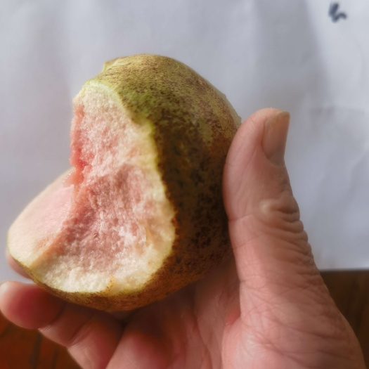 信宜市老树自然成熟，只有冬天才有味道错过等明年了