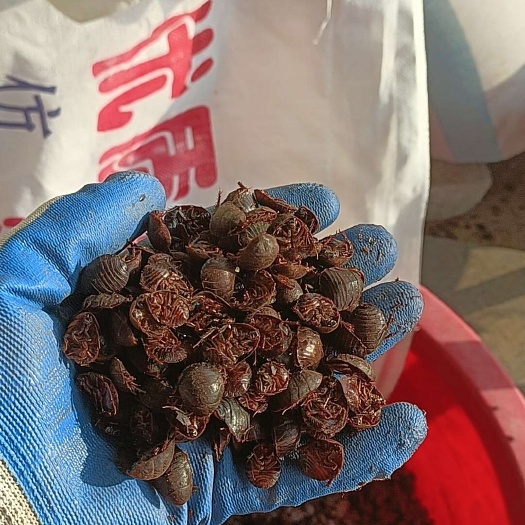 原阳县河南新乡新鲜冀土元优质供应源头发货，出售土元活体干品卵块幼虫
