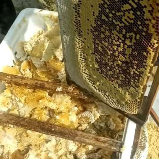 高州市鸭脚木冬蜜