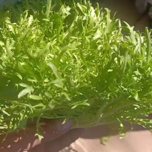 苦菊，大量上市