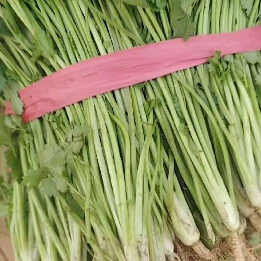 夏津县铁杆青香菜