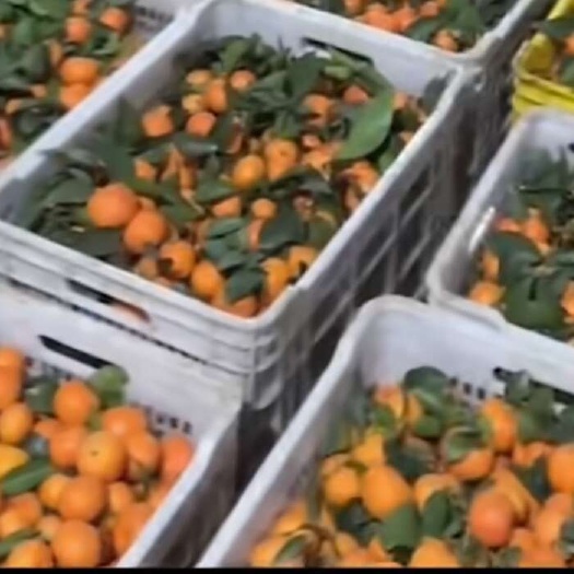 荔浦市正中广西荔浦砂糖橘