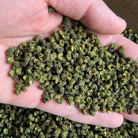 中牟县麻椒，青麻椒，四川麻椒，产地直采，一手货源，大货对接