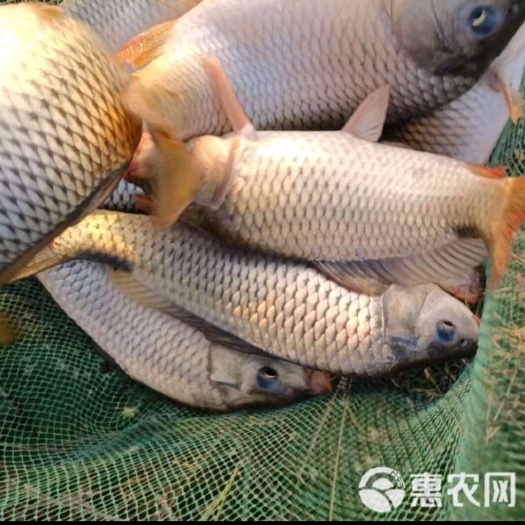 鲤鱼  金背稻花鲤鱼，良种鲤鱼，通威鲤鱼