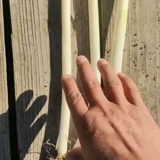 南通大葱