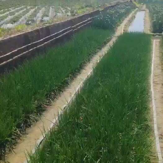 红香葱