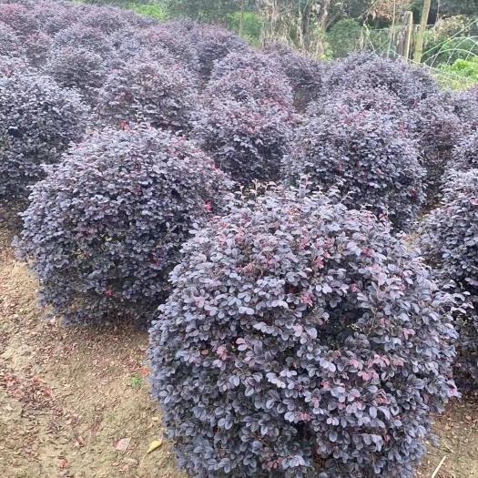 红花继木球80公分-1.2米冠幅 安徽红花继木球清理