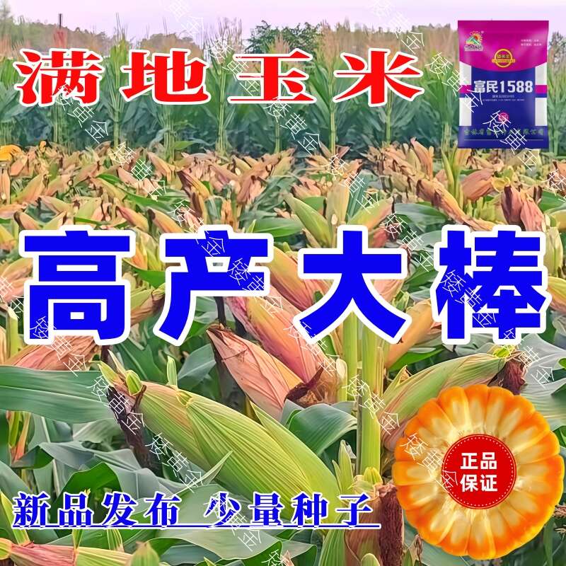 双国审大棒王吨粮高产玉米种子新品种懒汉玉米南北通种正品种子