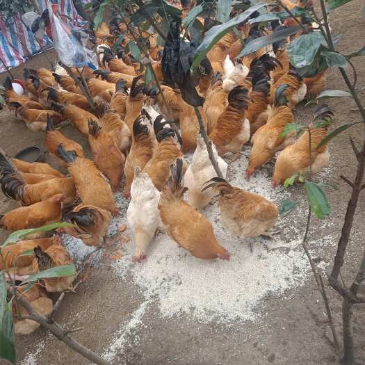 罗定市出售自家乡下正宗玉桂地散养三黄鸡，有需要可联系，200多天，