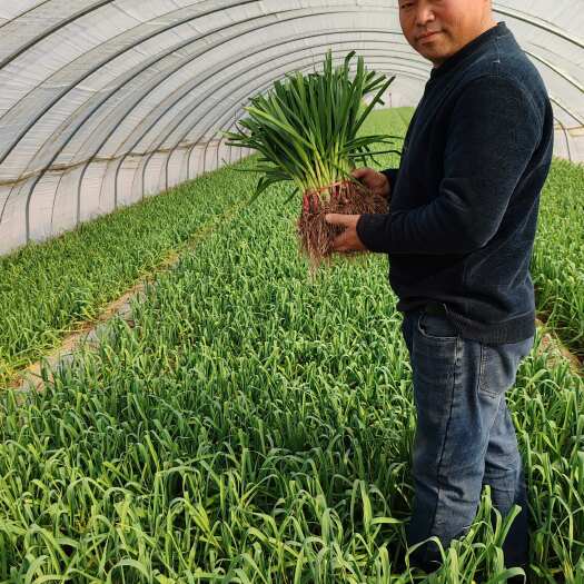 中牟县中牟县南沙地冷棚红根蒜苗