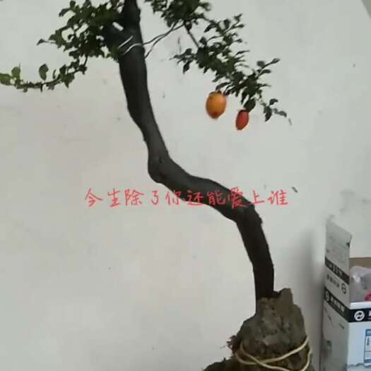 峨边县灌木金弹子盆景，脱盆带护心土球包裹发货，一物一拍